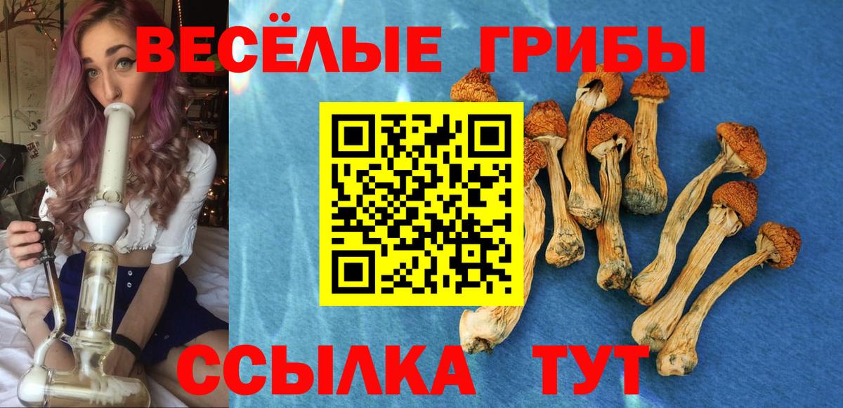 Галлюциногенные грибы мицелий  цена   Галлюциногенные грибы Psilocybine cubensis  Урус-Мартан  Вход с VPN 
